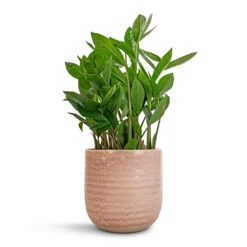 Ocean Glaze Plant Pot - Morganite -Indoor Plant Store Zamioculcas zamiifolia ZZ Plant 14x40cm Ocean Glaze Plant Pot Morganite 16x16cm