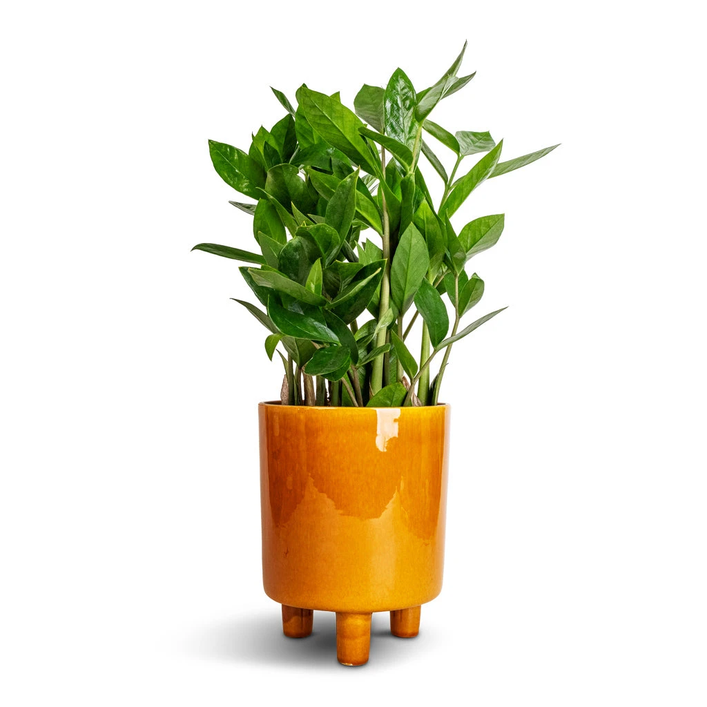 Pisa Plant Pot - Mustard 3 Pisa Plant Pot - Mustard - Image 3