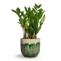 Moon Plant Pot - Jungle 17 Moon Plant Pot - Jungle -Indoor Plant Store Zamioculcas zamiifolia ZZ Plant 14x50cm Moon Plant Pot Jungle 17x15cm 53195c0d 67b4 4afe 9e37 8b51cfb0e881
