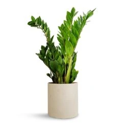 Puk Refined Planter - Natural White -Indoor Plant Store Zamioculcas zamiifolia ZZ Plant 17x65cm Puk Refined Planter Natural White 20x20cm f00973fd e81e 4dab 81a7 0c25b406f5d3