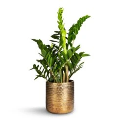 Solis Embossed Plant Pot - Gold -Indoor Plant Store Zamioculcas zamiifolia ZZ Plant 21x80cm Solis Embossed Plant Pot Gold 25x25cm 7539f515 6012 4e89 a7cf fda3ef5c4885
