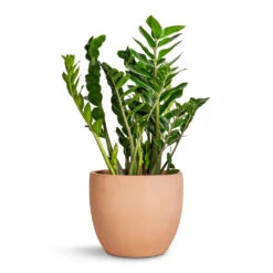 Terracotta Plant Pot -Indoor Plant Store Zamioculcas zamiifolia ZZ Plant 27x100cm Terracotta Plant Pot 38x33cm 95f398d2 dec7 49bc a69e cd2e85772cb5