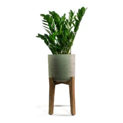 Charlie Plant Pot - Tall Stand - Grey Washed -Indoor Plant Store Zamioculcas zamiifolia ZZ Plant Patt Plant Pot Low Stand Black Washed