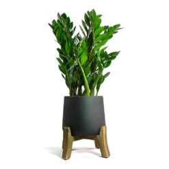 Patt Plant Pot - Low Stand - Black Washed 14 Patt Plant Pot - Low Stand - Black Washed -Indoor Plant Store Zamioculcas zamiifolia ZZ Plant Patt Plant Pot Low Stand Black Washed 5e97ef9d d040 4d04 8633 61631dfb3c41