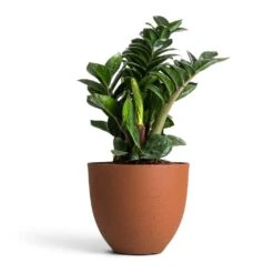Coral Refined Planter - Canyon Orange -Indoor Plant Store Zamioculcas zamiifolia Zenzi Zenzi ZZ Plant 14x45cm Coral Refined Planter Canyon Orange 18x15cm 4fb2760b 3038 4467 b371 09aa2ddcb6e7