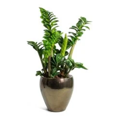 Amora Plant Pot - Black Gold -Indoor Plant Store Zamioculcas zamiifolia Zenzi Zenzi ZZ Plant Amora Plant Pot Black Gold Small