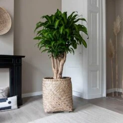 Zayn Bamboo Planter -Indoor Plant Store Zayn Bamboo Planter Dracaena fragrans Massangeana Houseplant