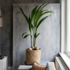 Zayn Bamboo Planter -Indoor Plant Store Zayn Bamboo Planter Houseplant