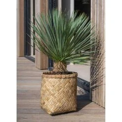 Zayn Bamboo Planter -Indoor Plant Store Zayn Bamboo Planter Outdoor