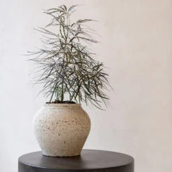 Zeus Mediterranean Planter - Chalk White -Indoor Plant Store Zeus Mediterranean Planter Chalk White Lifestyle 2