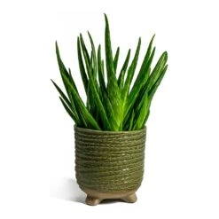Aloe Vera Clumb -Indoor Plant Store aloe vera clumb bekka Plant Pot mint