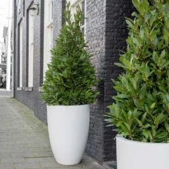 Ben Essentials Planter - Matt White -Indoor Plant Store ben planter essential matte white bay trees