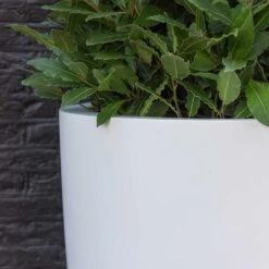 Ben Essentials Planter - Matt White -Indoor Plant Store ben planter essential matte white close up