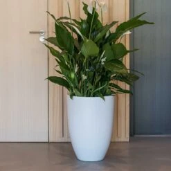 Ben Essentials Planter - Matt White -Indoor Plant Store ben planter essential matte white peace lilly