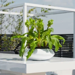 Tara Essentials Bowl Planter - Matt White -Indoor Plant Store essential glossy tara 1