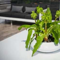 Tara Essentials Bowl Planter - Matt White -Indoor Plant Store essential glossy tara 2