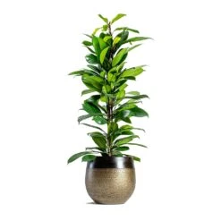 Mya Plant Pot - Deep Champagne -Indoor Plant Store mya deep champagne plant pot Ficus cyathistipula African Fig