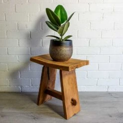 Mya Plant Pot - Deep Champagne -Indoor Plant Store mya deep champagne plant pot Ficus elastica Robusta