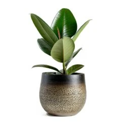 Mya Plant Pot - Deep Champagne -Indoor Plant Store mya deep champagne plant pot Ficus elastica Robusta Rubber Plant