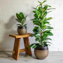 Mya Plant Pot - Deep Champagne -Indoor Plant Store mya deep champagne plant pot Ficus elastica Robusta african fig
