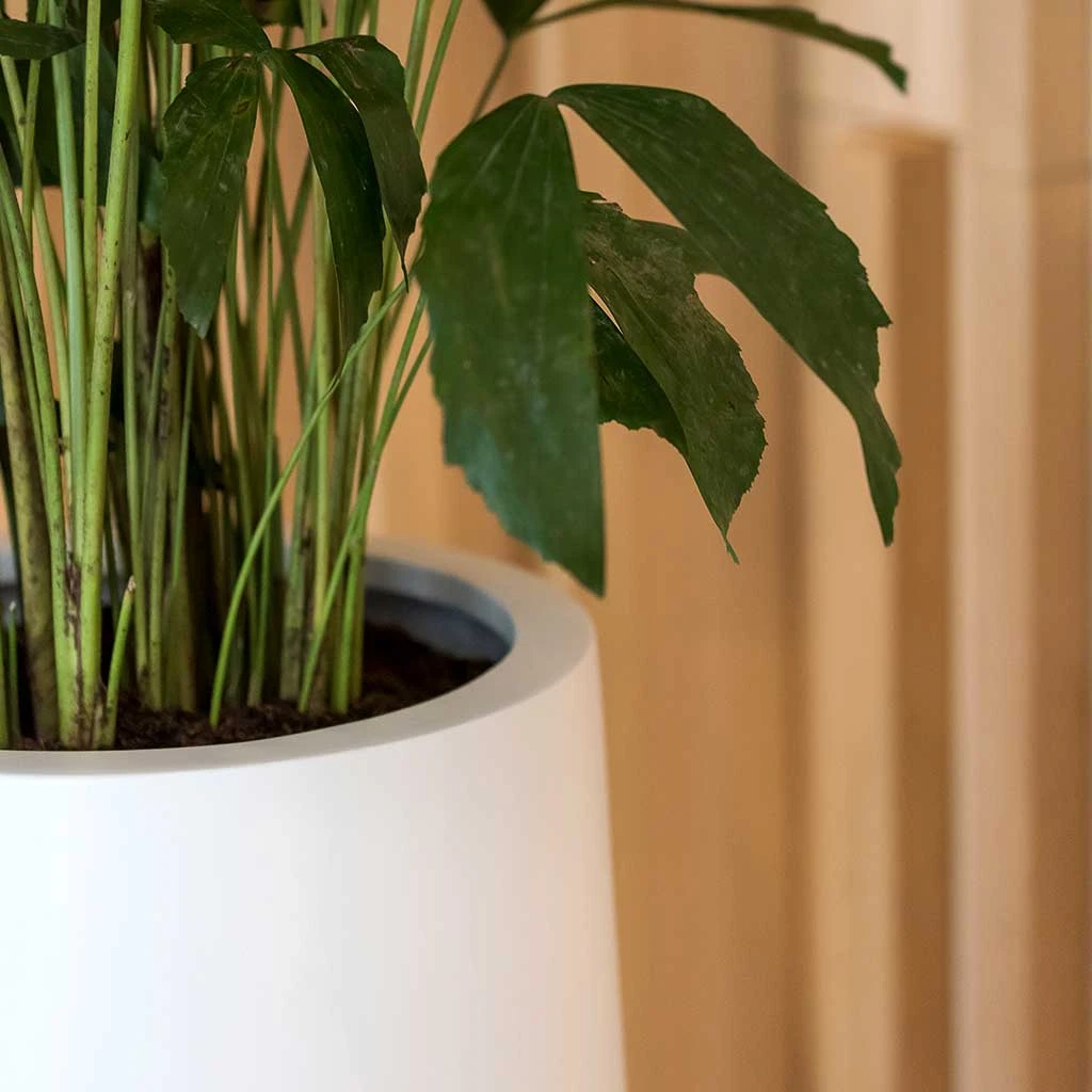 Nax Essentials Tall Planter - Matt White 3 Nax Essentials Tall Planter - Matt White - Image 3