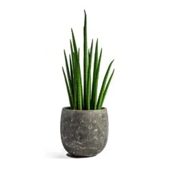 Sansevieria Bacularis Mikado - Snake Plant -Indoor Plant Store sansevieria bacularis mikado amber earth plant pot 9fc449de c2ad 4deb 9d7b 4755551167a0