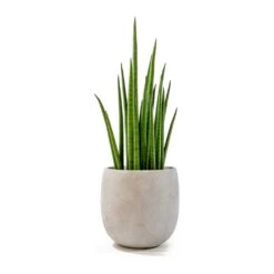 Sansevieria Bacularis Mikado - Snake Plant -Indoor Plant Store sansevieria bacularis mikado amber grey plant pot