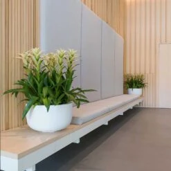 Sunny Essentials Bowl Planter - Matt White 10 Sunny Essentials Bowl Planter - Matt White -Indoor Plant Store sunny bowl planters essential matte white office reception plants