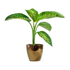 Dieffenbachia Seguine Tropic Snow - Dumb Cane -Indoor Plant Store sven gold Dieffenbachia seguine Tropic Snow Dumb Cane d393cd03 c50a 4310 a048 645086675956