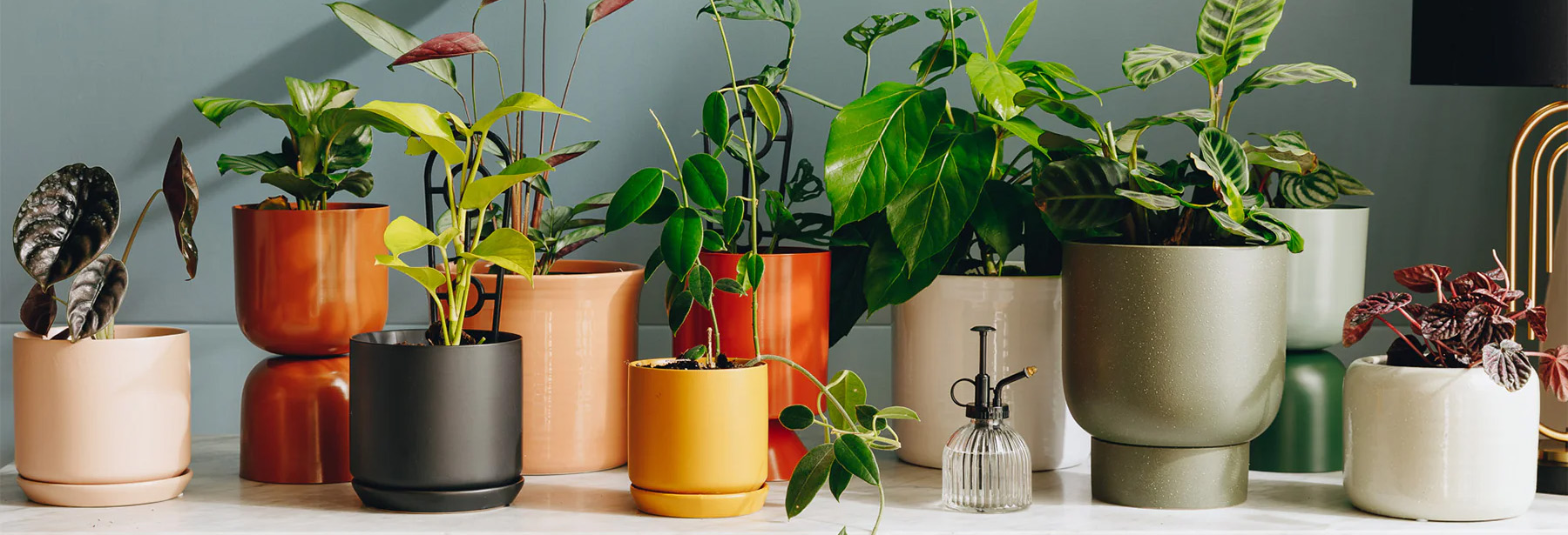 Indoor Plant Store 2 Indoor Plant Store -Indoor Plant Store 1