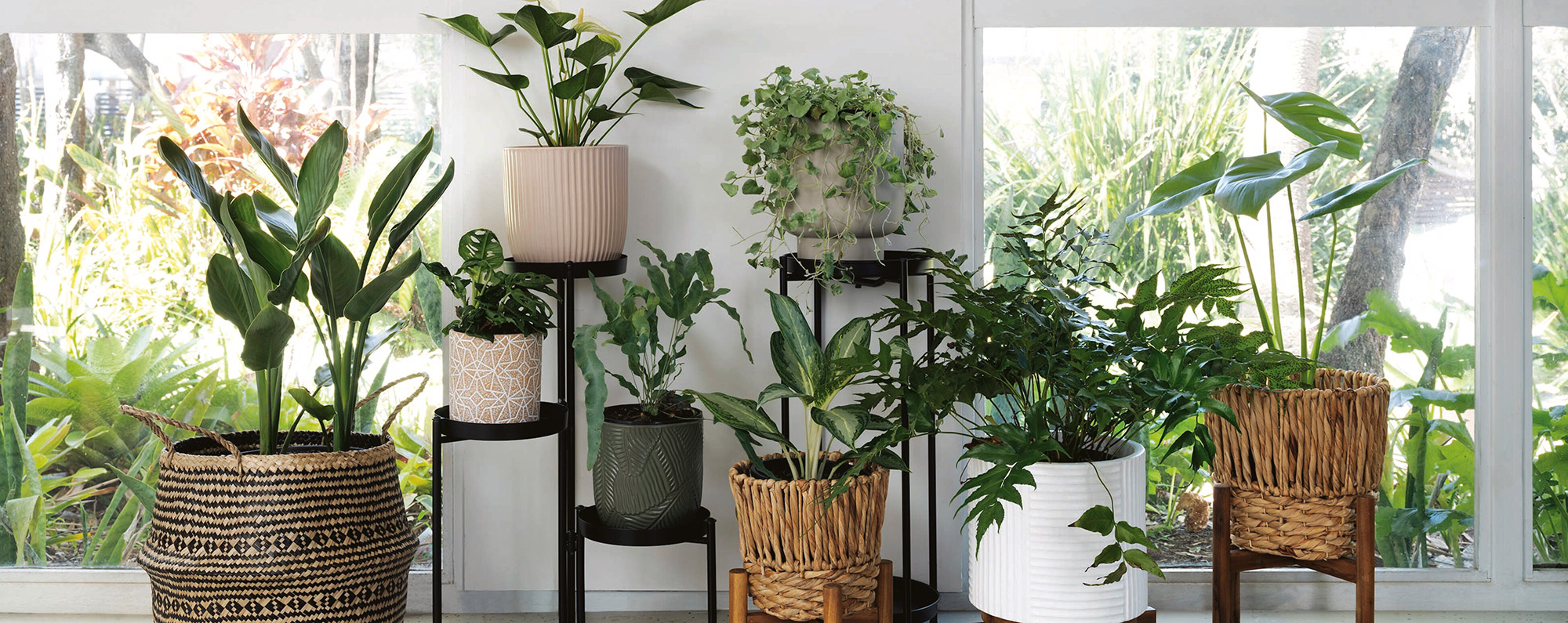 Indoor Plant Store 4 Indoor Plant Store -Indoor Plant Store 2